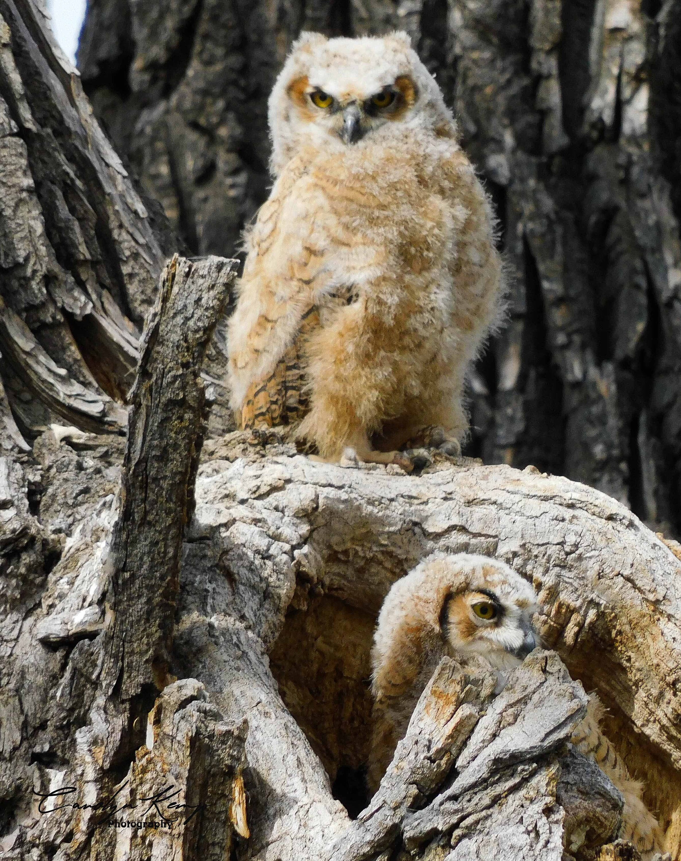Young Owls, Wildlife photography, Photo Print, Bird Photography