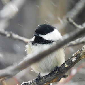 Chickadee, Wildlife photography, Photo Print, Bird Photograpy