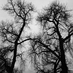 Winter Bäume, Landschaftsfotografie, Fotodruck