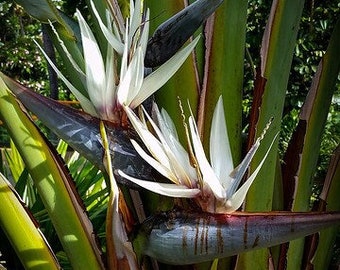 Giant Bird of Paradise Seeds