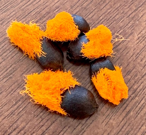 Giant Bird of Paradise Seeds - Etsy