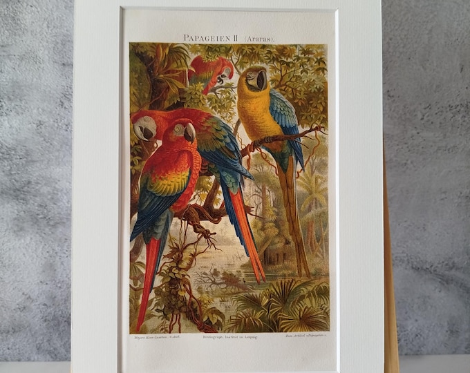 Parrots I+II /2 x-antique color print (1890) in passepartout frame for DECORATION, study, hallway, living room, office, noble, antique/rare/noble