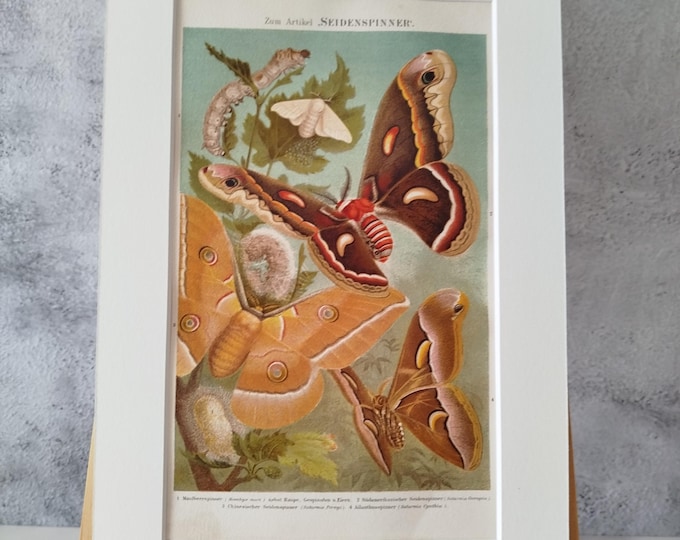Silkworm/Butterfly-antique color print (1890) in passepartout frame for DECORATION, study, hallway, living room, office, noble, antique/rare