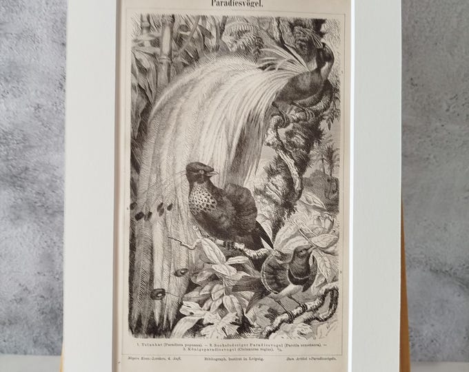 Bird of paradise / animal, bird - antique black and white print (1890) in passepartout frame for DECORATION, study, hallway, living room, office, noble, antique/rare