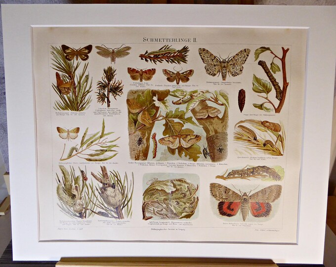 Butterflies I+II - two antique color prints (1890) in passepartout frame for DECORATION, study, hallway, living room, office, noble, antique/rare
