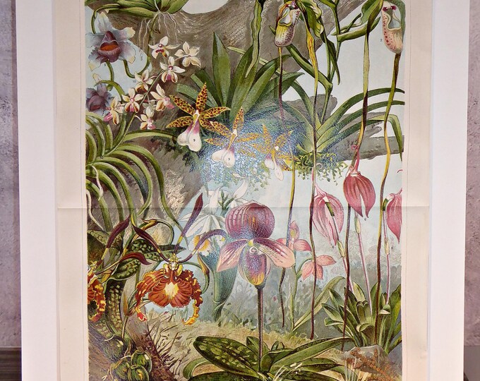 Orchids - an antique color print (1890) in a passepartout frame for DECORATION, study, hallway, living room, office, noble, antique/rare