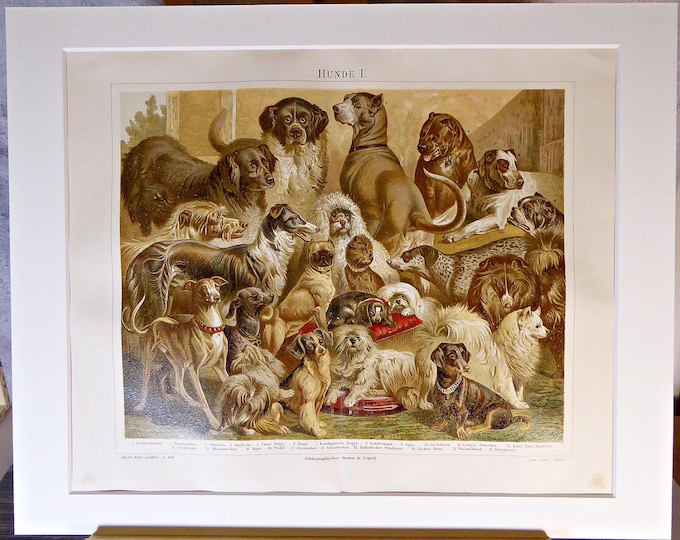 Dogs - an antique color print (1890) in a passepartout frame for DECORATION, study, hallway, living room, office, noble, antique/rare