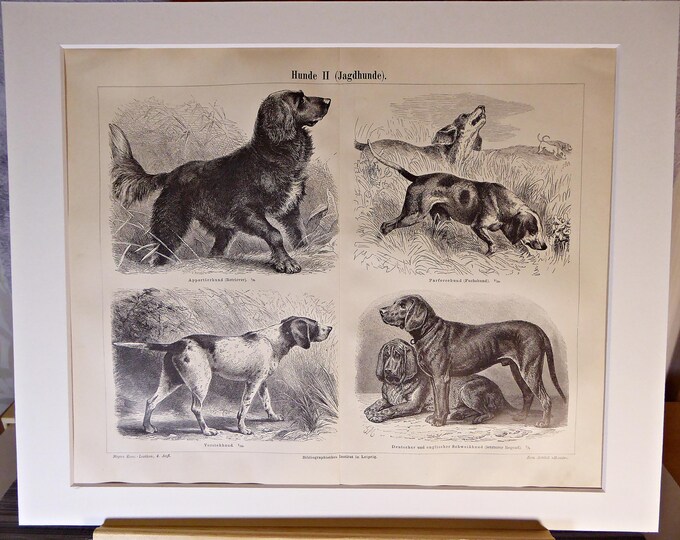 Dogs/hunting dogs - an antique b/w print (1890) in a passepartout frame for DECORATION, study, hallway, living room, office, noble, antique/rare