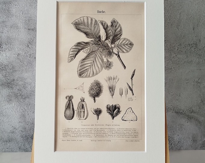 Beech tree various stands - antique black and white print (1890) in passepartout frame for DECORATION, study, hallway, living room, office, noble, antique/rare
