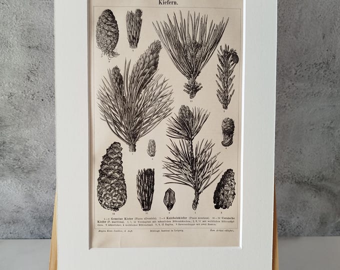Pine tree various stands - antique black and white print (1890) in passepartout frame for DECORATION, study, hallway, living room, office, noble, antique/rare