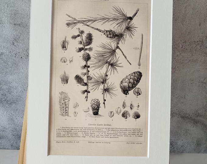 Larch tree various stands - antique black and white print (1890) in passepartout frame for DECORATION, study, hallway, living room, office, noble, antique/rare