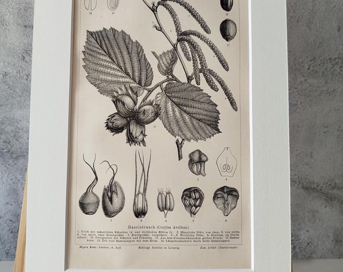 Hazel bush various stands - antique black and white print (1890) in passepartout frame for DECORATION, study, hallway, living room, office, noble, antique/rare