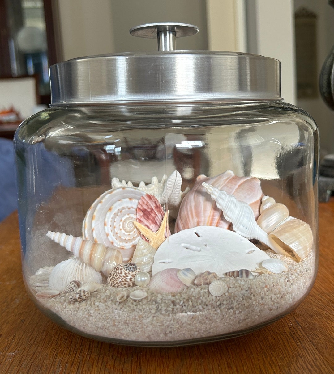 Shorenament Seashell Collection Coastal Decor Beach Decor Shorenament