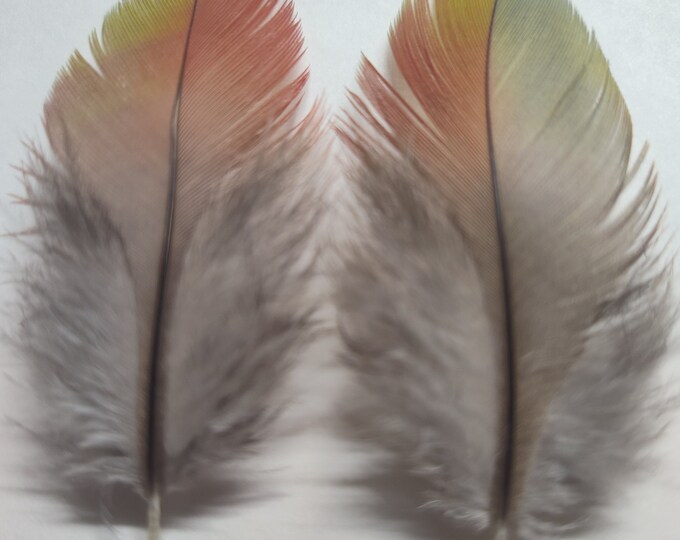 Macaw Feather, Parrot Feather, Exotic Feather, Multi Colored Body ...