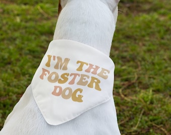 Puede incluir: Un perro blanco con orejas marrones que lleva un pañuelo blanco con el texto "I'm the Foster Dog" en letras rosas, amarillas y naranjas.