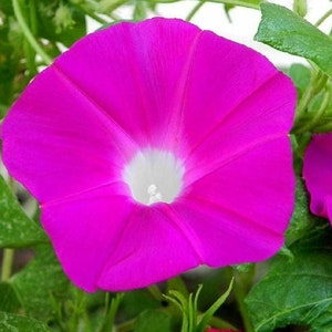 Morning Glory Flower Seeds, Scarlett O'Hara "COOL BEANS N SPROUTS" Brand