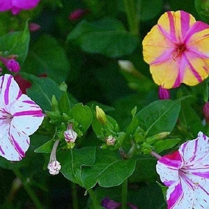 May include: A close-up of a variety of four-petal flowers with pink, white, and yellow stripes. The flowers are blooming on a green leafy plant.