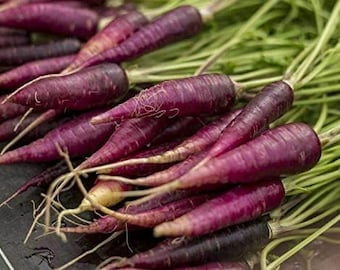 250 Purple Carrot Seeds COSMIC PURPLE Heirloom Organic Vegetable-Crispy-Rare 250 Purple Carrot Seeds COSMIC PURPLE Heirloom Organic Vegetable-Crispy-Rare