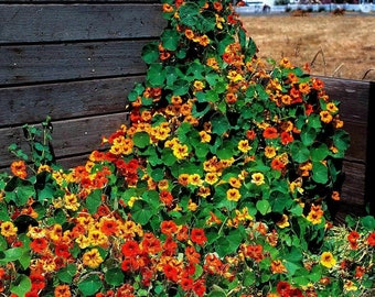 Nasturtium Tall Mix Flower Seeds, Edible Flowers