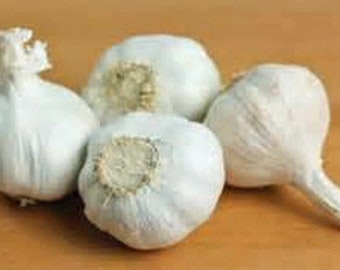 Garlic Bulbs, Whole sold per bulb, Ready for Planting or Preparing as a Great Fla