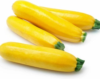 Golden Zucchini Seeds, Heirloom Summer Squash