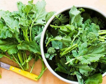 May include: A bowl of fresh, green rapini, also known as broccoli rabe, with the stems and leaves visible. The rapini is ready to be cooked.