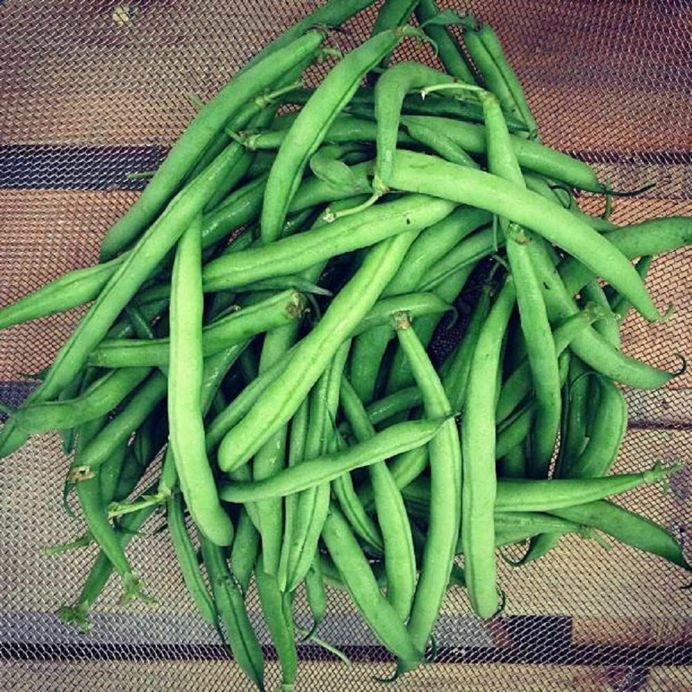Bean Top Crop Bush Bean Seeds cool BEANS N Etsy
