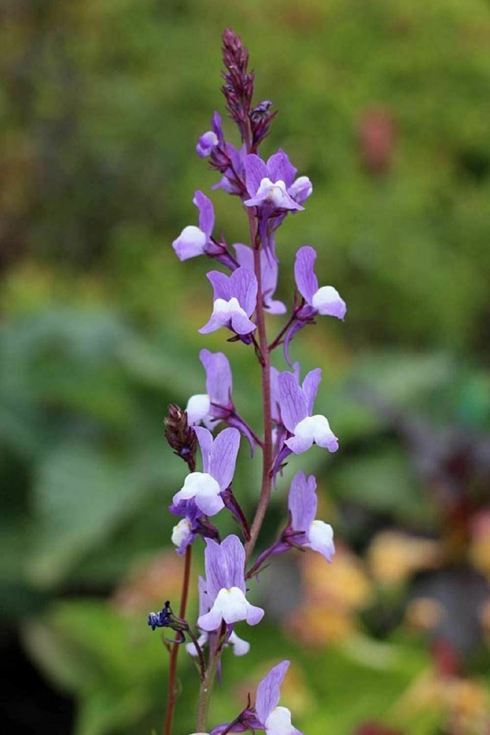 Linaria Maroccana Snapdragon Fairy Bouquet Flower Seed