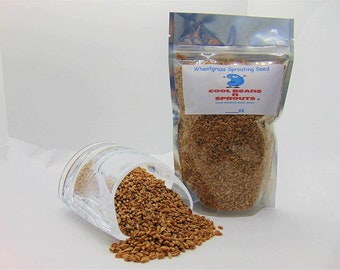 Wheatgrass Seeds for Sprouting Microgreens, COOL BEANS N SPROUTS,