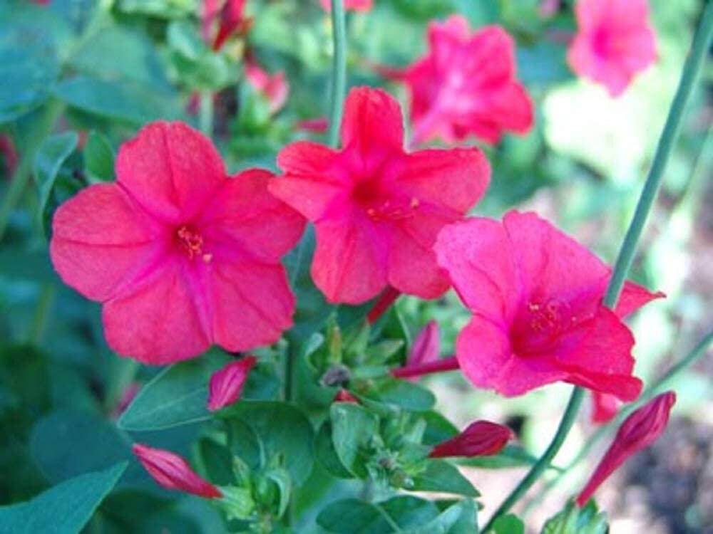 Four O Clock Flower Seeds Pink Four O' Clock Flower Etsy