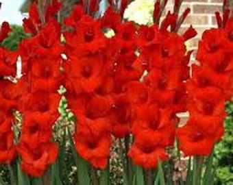 Gladiolus Flower Bulbs, Red Gladiolus Bulbs. Gladiolus Flower Bulbs for planting in your own home garden. COOL BEANS N SPROUTS brand.