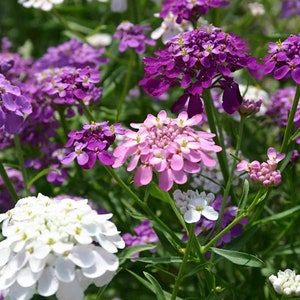 Candytuft Flower seeds Candytuft Dwarf Fairy Mix Seeds, "COOL BEANS N SPROUTS"