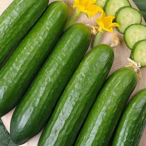 Cucumber Seed , Marketer Cucumber Seeds,"COOL BEANS N SPROUTS" Brand. Home Gardening