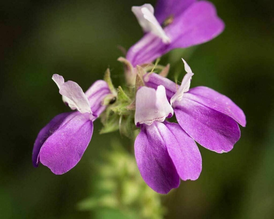 Chinese Houses Flower Seeds, cool BEANS N Sprouts Brand. Home Gardening