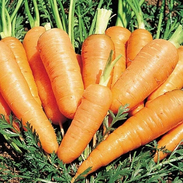 Carrots Danvers Half Long Carrot Seeds, "Cool Beans N Sprouts" Brand. Non-GMO. Home gardening.
