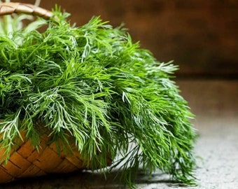 Dill Herb Seeds- Mammoth Long Island Dill Seeds, ,"COOL BEANS N SPROUTS" Brand.