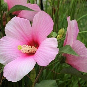 May include: Close-up of a pink hibiscus flower with a dark red center and a yellow stamen. The petals are a soft pink with a lighter edge. Green leaves and buds are visible in the background, creating a natural, floral theme.
