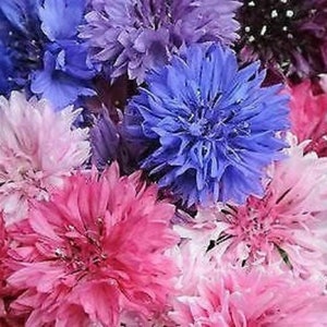 May include: A bouquet of colorful dried flowers, including pink, purple, and blue cornflowers.