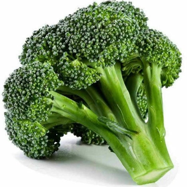 Broccoli Calabrese Seeds ," Cool Beans N Sprouts", Non GMO Jacobs Ladder Ent.