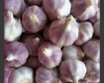 Purple Garlic Bulbs, Early Purple Italian Garlic, Whole Garlic Bulbs for eating and/or planting to grow your own.