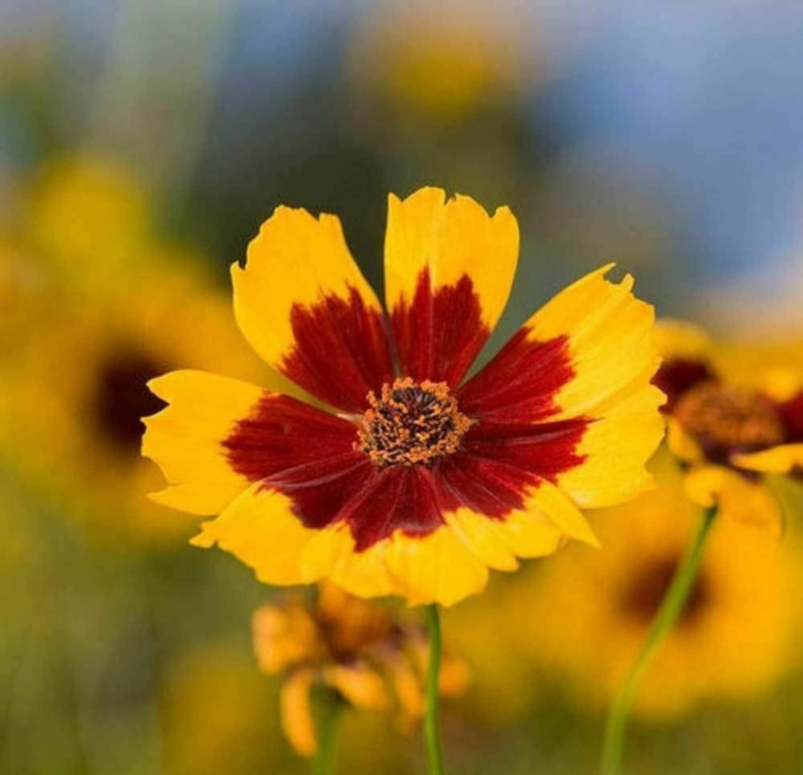 Coreopsis Seeds , Plains Coreopsis Flower Seeds, 