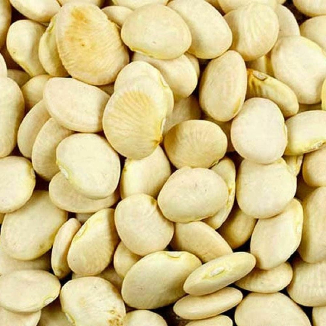 Bean Henderson's Bush Lima Bean Seeds ,cool BEANS N Sprouts Brand. Home