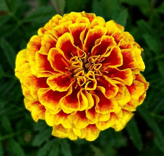 Marigold Seeds French Marigold Flower Seeds cool BEANS Etsy