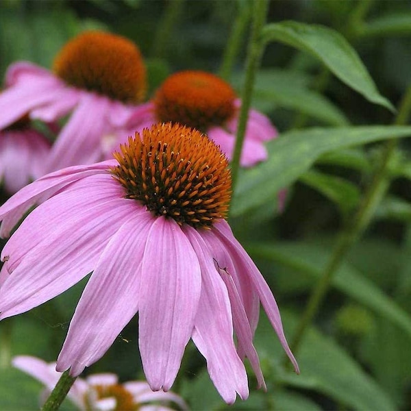 Coneflower Seeds, Purple Coneflower Flower Seeds,"COOL BEANS N SPROUTS" Brand. Home Gardening.