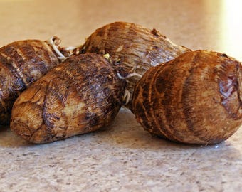 Taro Root , Whole Taro Roots, Taro root is a versatile plant, used as a starchy vegetable or as a perennial Elephant Ear Plant.