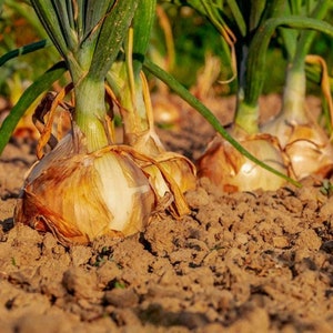 May include: Close-up of a field of ripe onions with brown skin and green stalks growing in the ground.