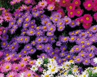 May include: A field of purple, pink, and white aster flowers in full bloom. The flowers are arranged in a variety of colors and patterns, creating a beautiful and vibrant display.