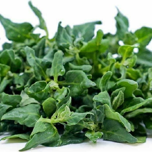 Spinach Seeds, New Zealand Spinach Seeds,"COOL BEANS N SPROUTS" Brand. Heirloom