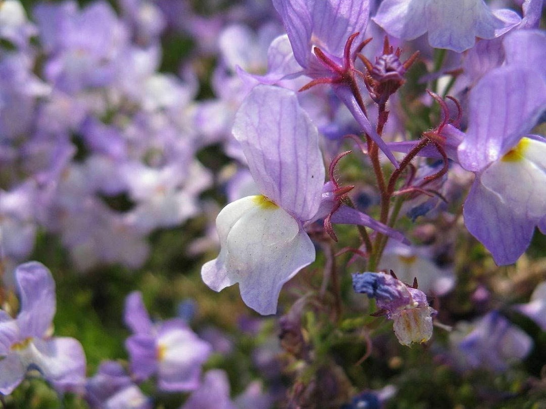 Linaria Maroccana Snapdragon Fairy Bouquet Flower Seed