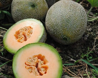 Flavor Greek Traditional Melon ''Thrakis'' ~10 Top Quality Seeds MEGA RARE Flavor Greek Traditional Melon ''Thrakis'' ~10 Top Quality Seeds MEGA RARE